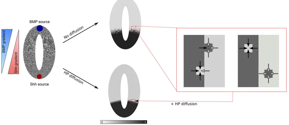 Fig. 3. Precise patterning for competitive systems with spatial cues and HP diffusion