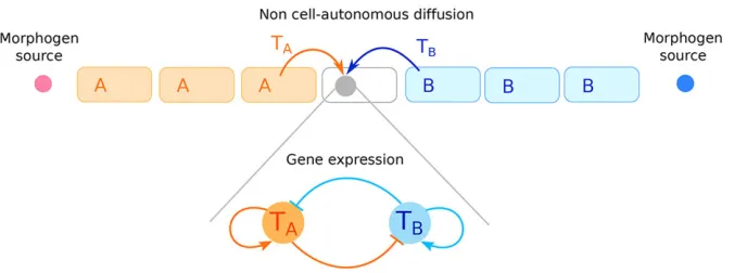 Fig. 5. Schematic description of the model ofneural differentiation. Transcription factorsynthesis is driven by external morphogensorganized along gradients (which form throughdiffusion from different morphogen sources) and bythe dynamic competition of gene expression.Diffusion of HPs to the nearest neighboring cellstakes into account the non cell-autonomous transferproperties.