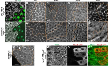 Fig. 2. Crumbs is required to localize MZ and AJ components only after stage 10. (A) Drivinggap between cells
