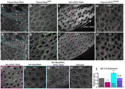 Fig. 5. aPKC stabilized Crb at the MZ in competition with Moe. Moe depletion caused buildup of both aPKC (A) and Crb (AaPKC by RNAi using MirrorGal4, Gal80′)