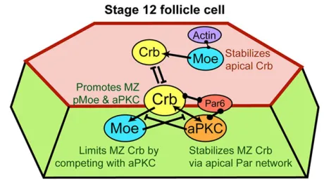 Fig. 6. Model summarizing proposed functional interaction of Crb, Moeand aPKC.Moe, via competition with aPKC, restricts accumulation of Crb