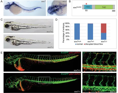 Fig. 1. Disrupted blood circulation in sox7experiments (total of 275 embryos). Percentages can vary substantially between different backgrounds