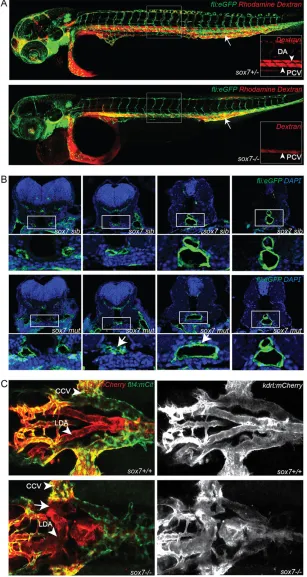 Fig. 2. sox7siblings (upper panel) and mutants (lower panel) at 2 dpf.Insets depict the rhodamine-dextran channel of the boxedarea with higher magnification highlighting the lack of dyeuptake in the DA of mutants show an altered morphology of theLDA while 