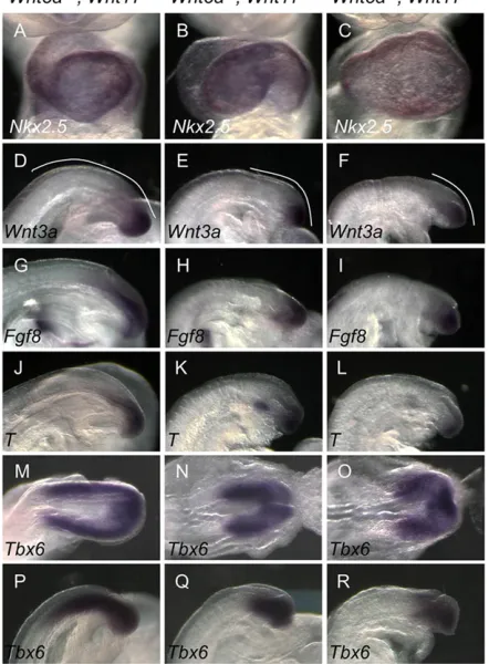 Fig. 3. Wnt5a(D-L) Expression ofindicates extension of unsegmented mesoderm. (M-R) Expression ofthe posterior of embryos at E8.5 in dorsal view (M-O) and in tail buds of E9.5−/−; Wnt11−/− embryos display malformed heart and tail bud.(A-C) Heart formation i