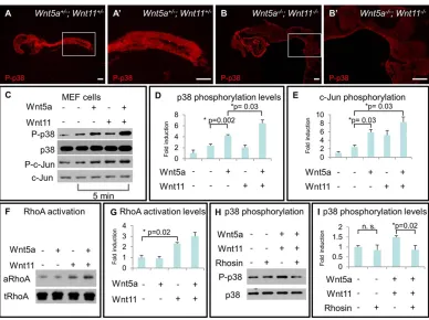 Fig. 7. Reduced p38 phosphorylation in the posterior of Wnt5ap38 phosphorylation and c-Jun phosphorylation are induced by recombinant Wnt5a and Wnt11 protein