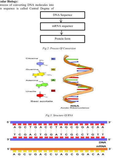 Fig 3: Structure Of RNA 