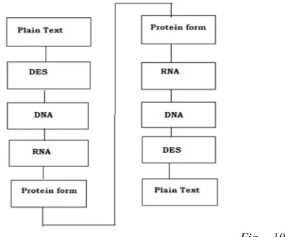 Fig 10:  
