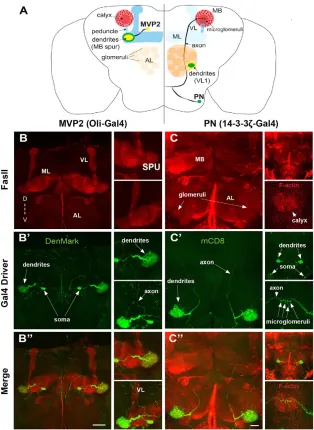 Fig. 1. Two classes of mushroom body extrinsic inputand output neurons. Drosophila brains at 1 day posteclosion show MB pedunculus-medial lobe and verticallobe arborizing neuron 2 (MVP2) and projection neuron(PN) architecture