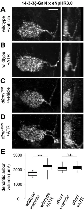 Fig. 4E). Importantly, there is again no difference between ATR-