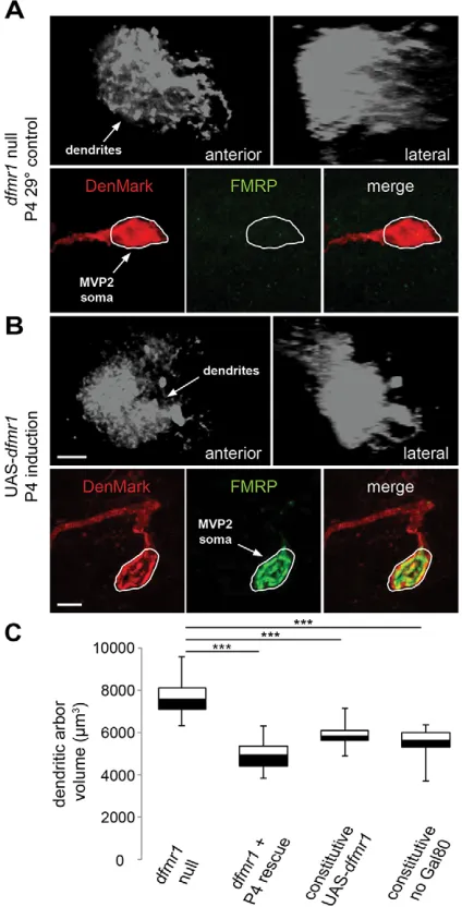 Fig. 5. Null MVP2 dendritic arbors rescued with conditional dfmr1expression.Null Targeted critical period expression of wild-type dfmr1 in MVP2neurons in an otherwise dfmr1-null background
