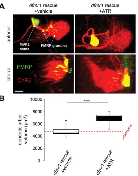 Fig. 7. FMRP rescue restores activity-dependent dendritic arbordevelopment.dfmr19557-3/TM6 animals were exposed to 24 h of 5 Hz blue light stimulation.(A) Representative images of MVP2 dendritic arbors from anterior (top) andlateral (bottom) perspectives f