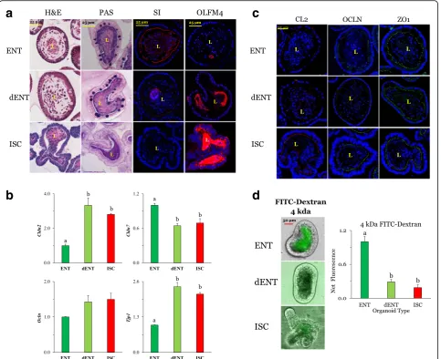 Fig. 5 Effect of dedifferentiation of ENT organoids on expression of biomarker immunofluorescence and histological staining