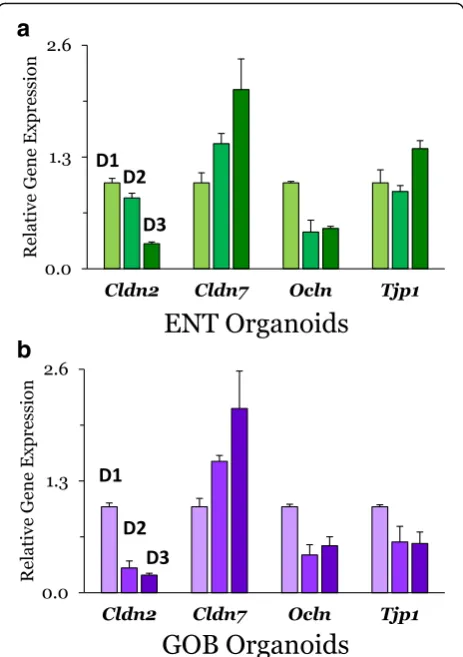 Fig. 6 Effect of time after directed differentiation from ISC on mRNAexpression of TJ proteins from ENT (a) and GOB (b) organoids