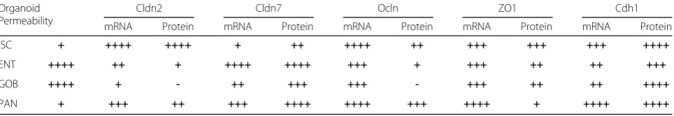 Table 2 Relative permeability of organoids as well as mRNA and protein expression of TJ proteins