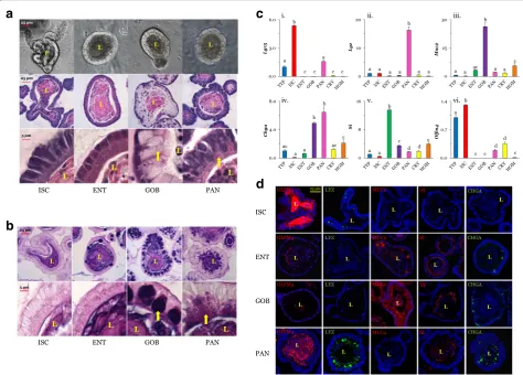 Table 1 Dimensions of cells in different organoids