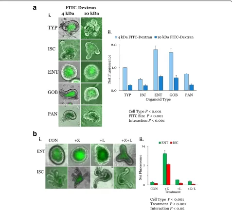 Fig. 3 aimposed on TYP, ISC, ENT, GOB, and PAN organoids for 30 min. Effects of cell type and dextran size on macromolecular permeability