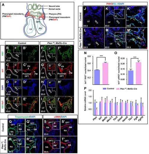 Fig. 2. Pten(Q-T) IF staining. Qthe SHF for investigation (in red). (B-I) IF staining against Ki67/Isl1 of sections from E9.5 mouse embryos