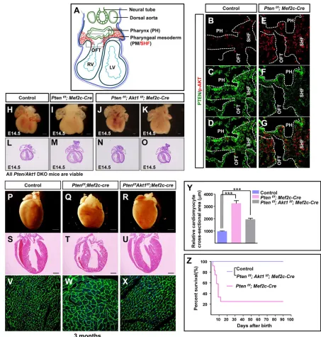Fig. 3. PTEN is a negative genetic regulator of Akt1 signaling. (A) Schematic to display the horizontal section of E9.5 embryo