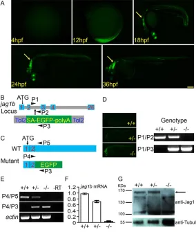 Fig. 1. jag1b(F,G) Real-time RT-PCR (F) and western blot (G) analysesindicate thatjag1b gene expression is blocked in the gene-trappingjag1b mutant