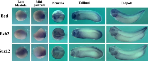 Fig. 1. Expression of the PRC2 core components duringearly Xenopus development. Eed, Ezh2 and Suz12 areexpressed similarly in early Xenopus embryos