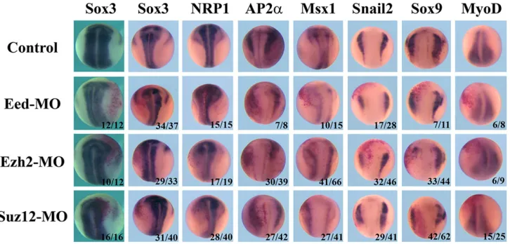 Fig. 2. PRC2 regulates neural and neural crest development. MOs (20 ng) against Eed, Ezh2 or Suz12 were injected unilaterally into two-cell-stage embryos.The embryos were examined at neurula stages by ISH for neural and neural crest markers