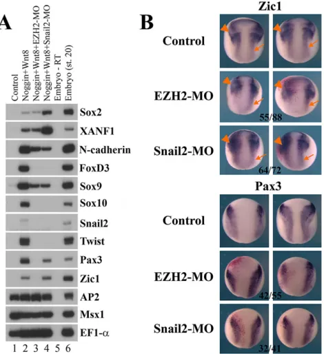 Fig. 4. Snail2 requires EZH2 to regulate neural crest markers. Snail2 RNA(0.15 ng) was injected alone or with 20 ng EZH2-MO unilaterally into two-cell-stage embryos