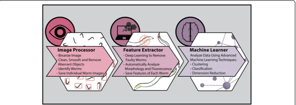 Fig. 1 WorMachine workflow. The software includes three sequential programs: an Image Processor, a Feature Extractor, and a Machine Learner