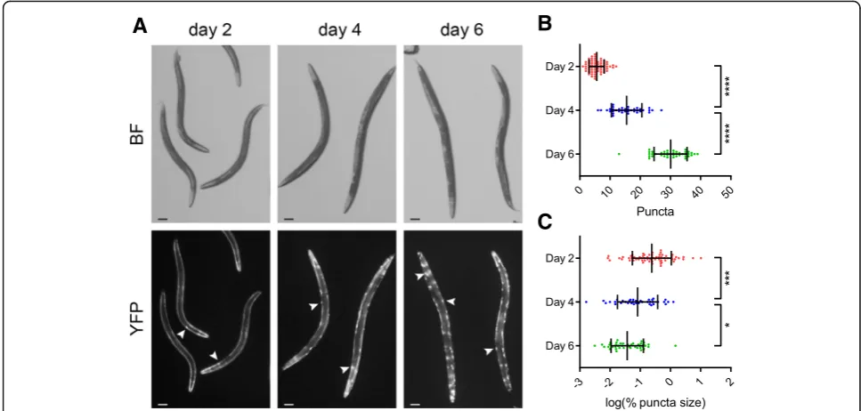 Fig. 5 Quantifying intracellular fluorescent protein aggregation. a Representative images of polyQ35-YFP-expressing animals at days 2, 4, and 6 ofadulthood