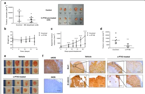 Fig. 6 NO trapping with c-PTIO reduces the capacity of mesenchymal HCT-116 cells to form tumors in xenografted mice and decreases expression inderived tumors andimmunocompromized mice