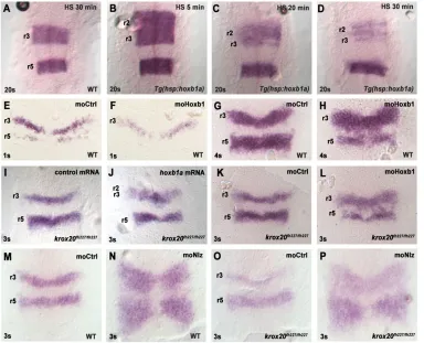 Fig. 1. Antagonistic actions of HoxPG1 and Nlz factors onand collected at 3s. (M-P) WT orkrox203s