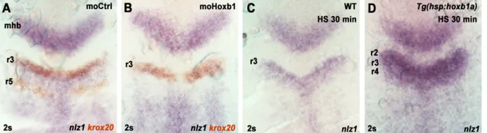Fig. 2. Hox PG1 factors regulate nlz1