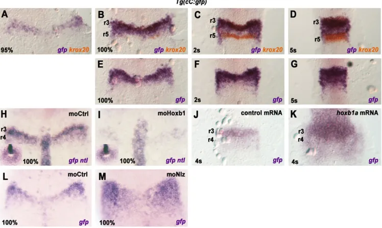 Fig. 3. Nlz factors mediate Hox PG1repression ofTg(hsp:hoxb1a)with either moCtrl or moNlz, heat-shocked for 30 min at 100% epiboly,collected at 20s and subjected to ISHwith(orange) probes