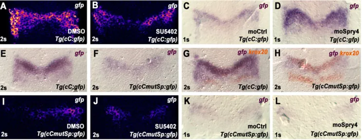 Fig. 5. Regulation of enhancer C activity by Fgf signalling. (A-D)stage (A,B), or injected with a control morpholino (moCtrl) or a morpholino for(E-H) Analysis of enhancer C activity infor Tg(cC:gfp) embryos were treated with control DMSO carrier or SU5402