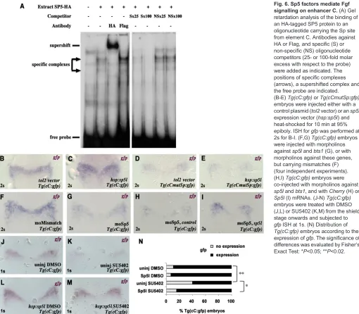 Fig. 6. Sp5 factors mediate Fgfsignalling on enhancer C.Sp5lembryos were treated with DMSO(J,L) or SU5402 (K,M) from the shieldstage onwards and subjected togfpTg(cC:gfp)expression ofdifferences was evaluated by FisherExact Test: *morpholinos against these