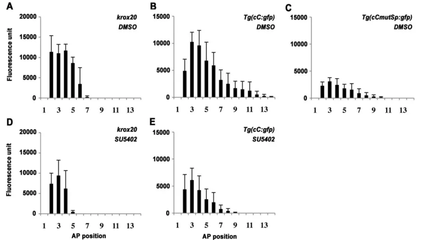 Fig. 7. Fgf signalling does not affect the relative spatial distribution of enhancer C activity