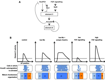 Fig. 8. A model for the determination of r3 boundaries. (A) Schematic representation of the regulatory network governing the expression of krox20 in the r2-r4region