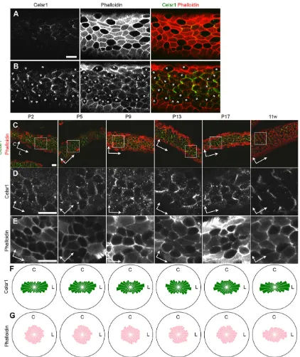 Fig. 2. Celsr1 protein localization in oviduct epithelium. (A-E) Confocal microscopy images of oviduct epithelium stained for Celsr1 and with phalloidin
