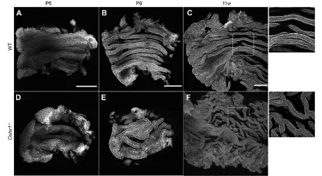 Fig. 4. The shape of epithelial folds during oviduct maturation. Luminal side of oviduct infundibulum regions from wild-type (A-C) and Celsr1−/− (D-F) micein an open-book preparation were stained with phalloidin at P5, P9 and 11 weeks (11 w)