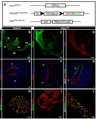Fig. 1. Conditional endodermal Ptf1a misexpression(Ptf1aimmunolabeling (maximum-intensity projection), pan-endodermal Foxa2