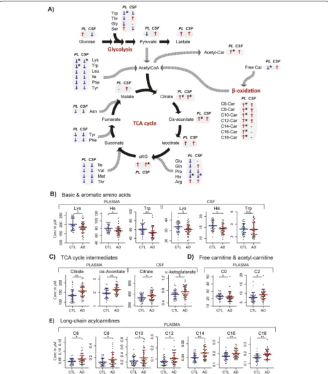 Fig. 2 Systemic and central nervous system alterations in AD in the energy metabolism hub; the TCA cycle and its anaplerotic pathways (i.e.,significant higher or lower concentrations in AD vs controlamino acid metabolism, glycolysis and beta-oxidation)
