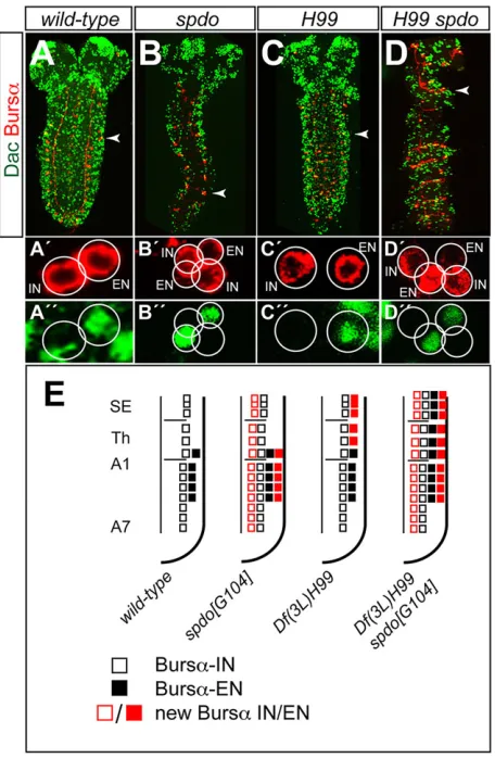 Fig. 5. The role of Notch and PCD in the specification of CCAP neurons.(A-D) Expression of Dac (green) and Bursα (red) in wild-type (A), spdoG104 (B),Df(3L)H99 (C) and Df(3L)H99 spdoG104 (D) first instar larvae