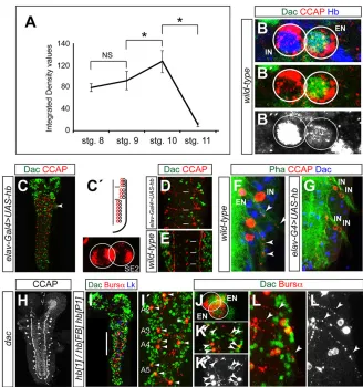 Fig. 6. CCAP-IN and CCAP-EN express different levels of Hb. (A) Levels of Hb expression (integrated density values in thousands of pixels;stage; for details see Materials and Methods and supplementary material Table S2) in the NB3-5 of stages 8-11