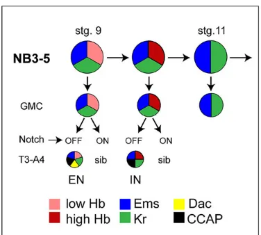 Fig. 7. Summary of the genetic network involved in CCAP neuron