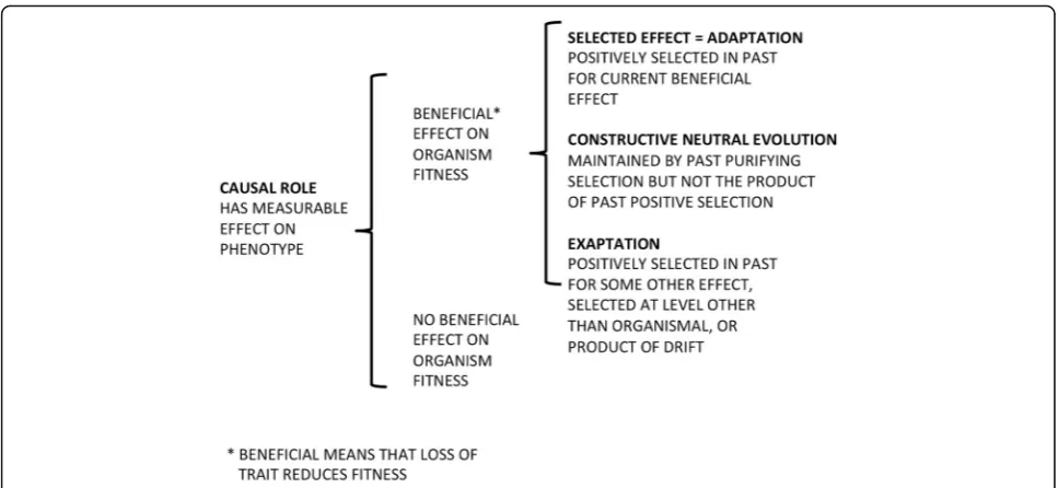 Fig. 1. Traits attributable to DNA. We include all effects of DNA that are detectable at some level other than that of the DNA itself (its sequence andamount): that is, all expressions in biochemical, physiological or behavioral phenotype and all measures 