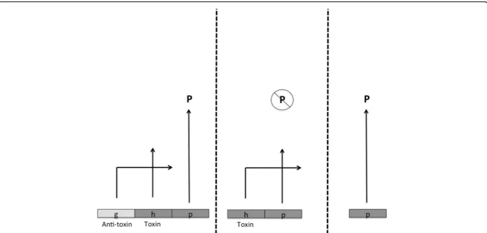 Fig. 2. Constructive neutral evolution as illustrated by a simple toxinthatthe–antitoxin system