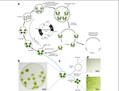 Fig. 1 Asexual development of Volvox carteri, wild-type phenotype and separation of cell types