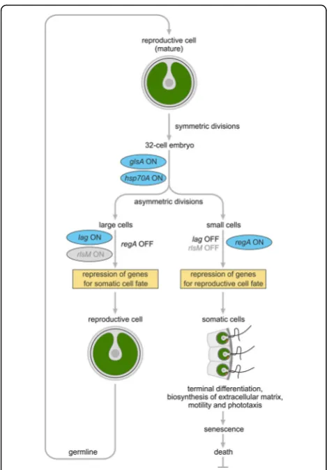 Fig. 2 Minimal model for the genetic program of cellular differentiationfor the missingsequenced [38, 40, 46], thein the model is based on previously existing phenotypic mutants [8, 27],but the phenotype-gene relationship is missing and, therefore, thegene