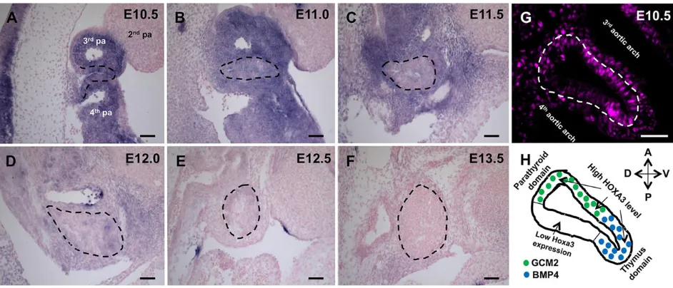 Fig. 1. Hoxa3 is differentially expressed in the endoderm and NCCs between E10.5 and E13.5