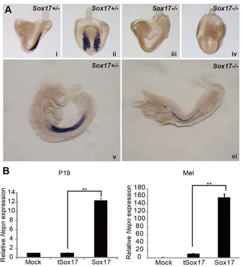 Fig. 1. Sox17 regulates Nepndownregulated inposterior views ii and iv) and E9.25 (side views v and vi)