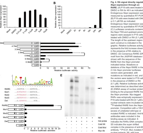 Fig. 4. RA signal directly regulates